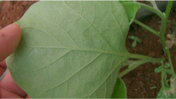 Brassica leaf treated with Efficon