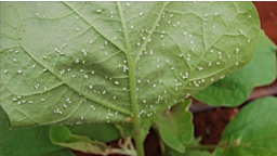 Brassica leaf not treated with efficon