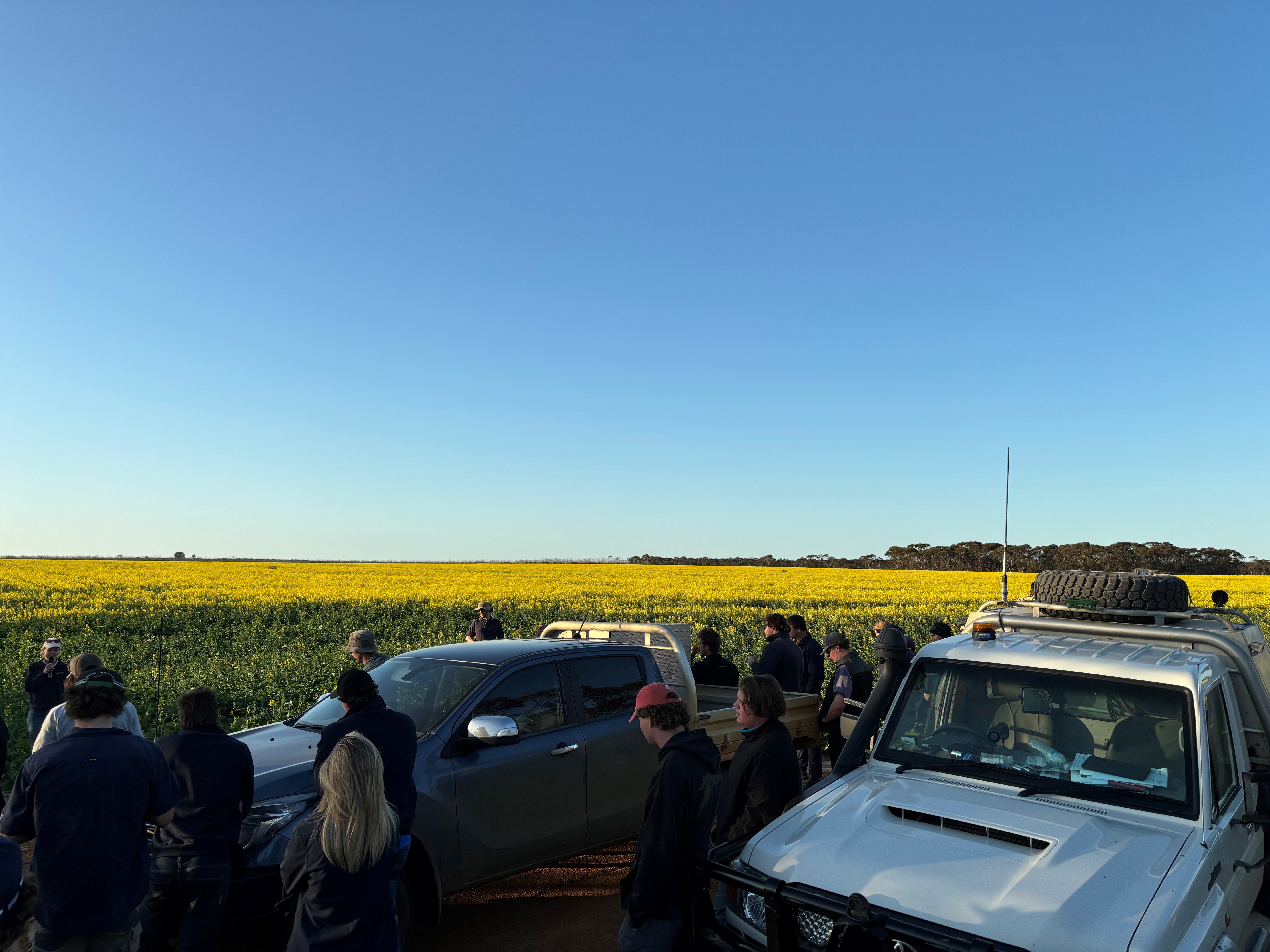 people looking at canola field