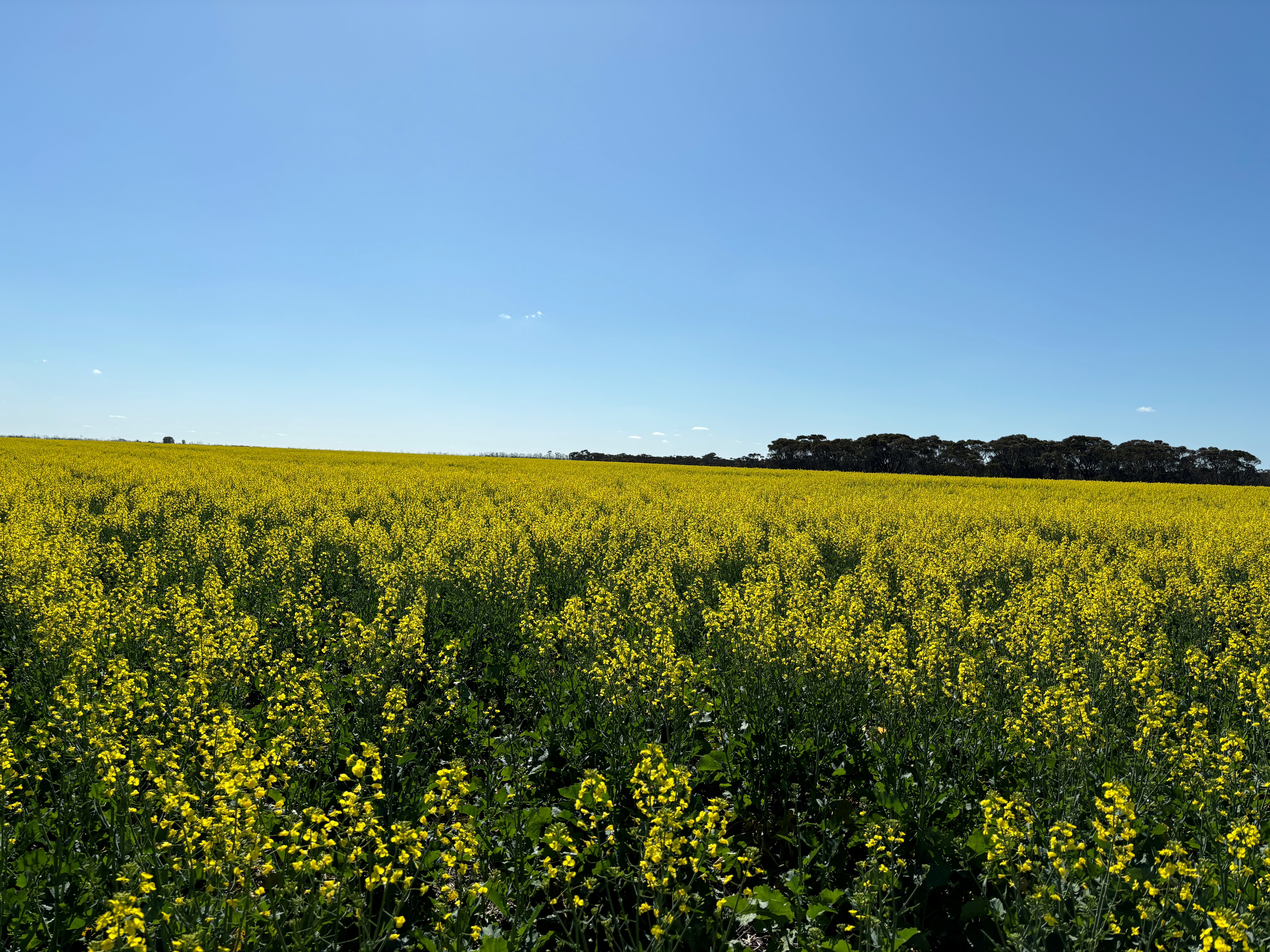 Scaddan community paddock