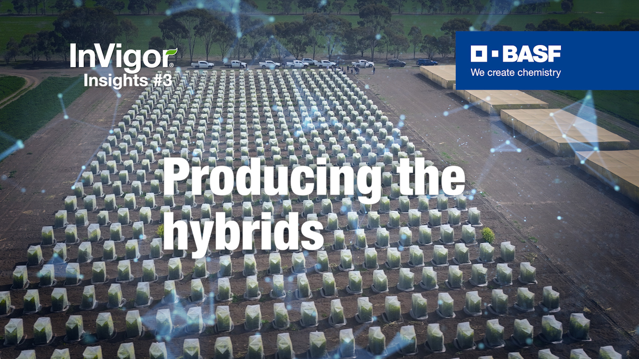 Text saying producing the hybrids