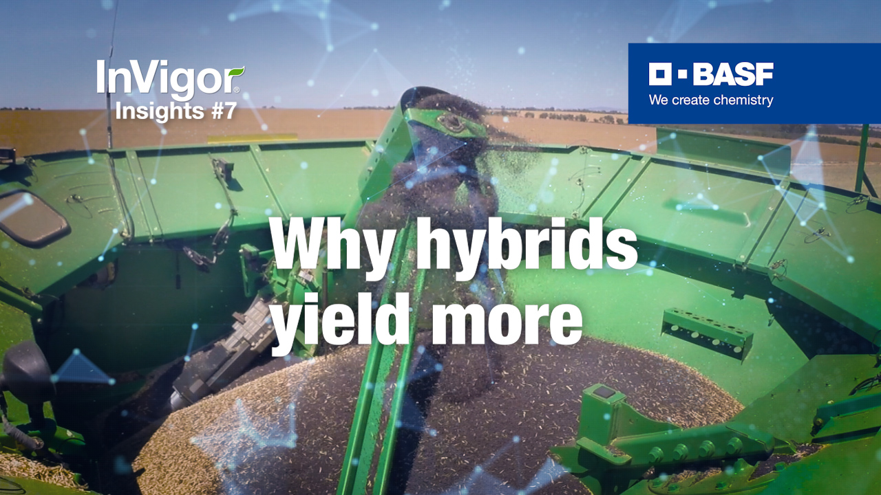 Text saying why hybrids yield more in front of a seed grader in the background