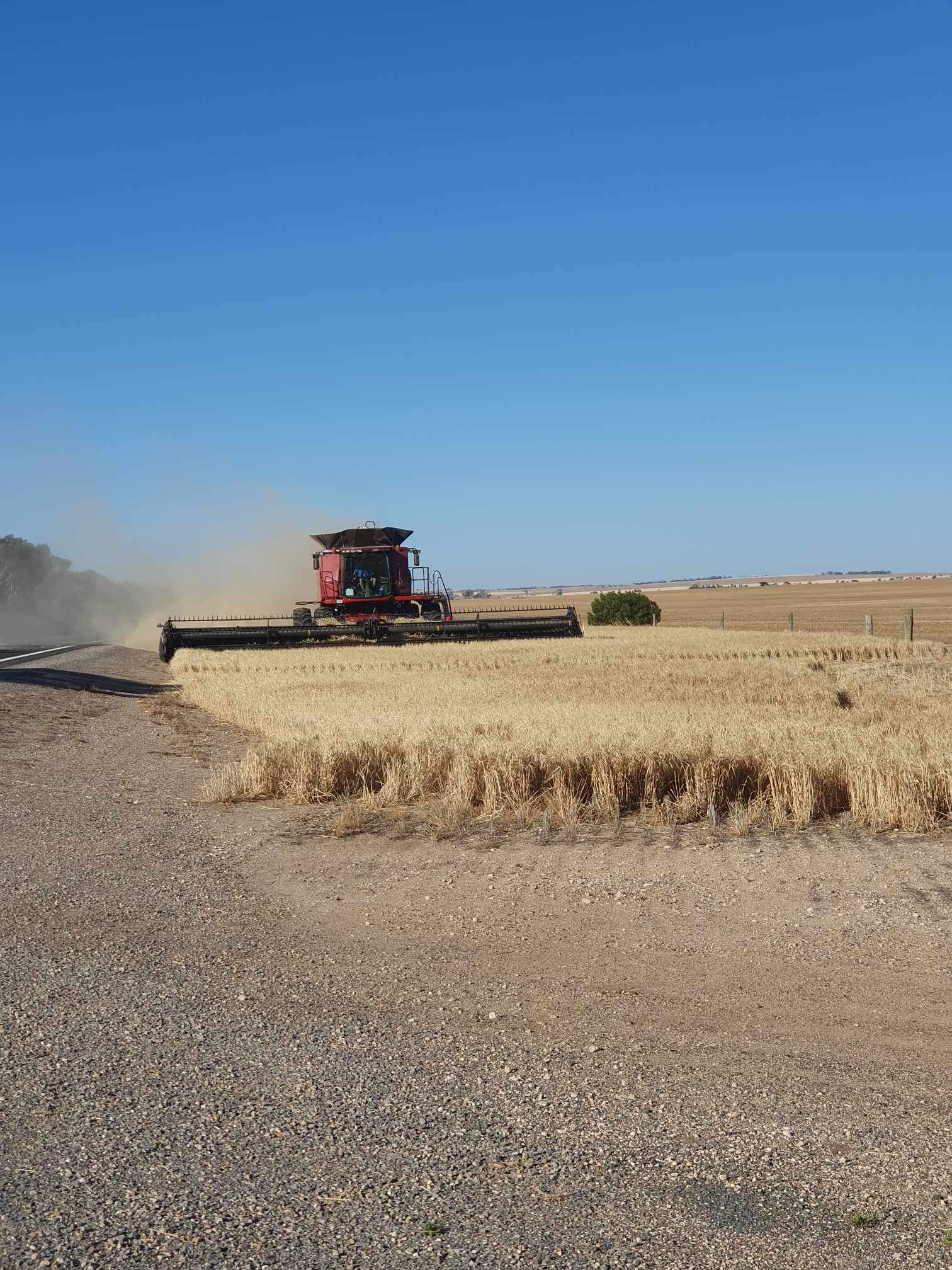 A red header in a wheat paddock