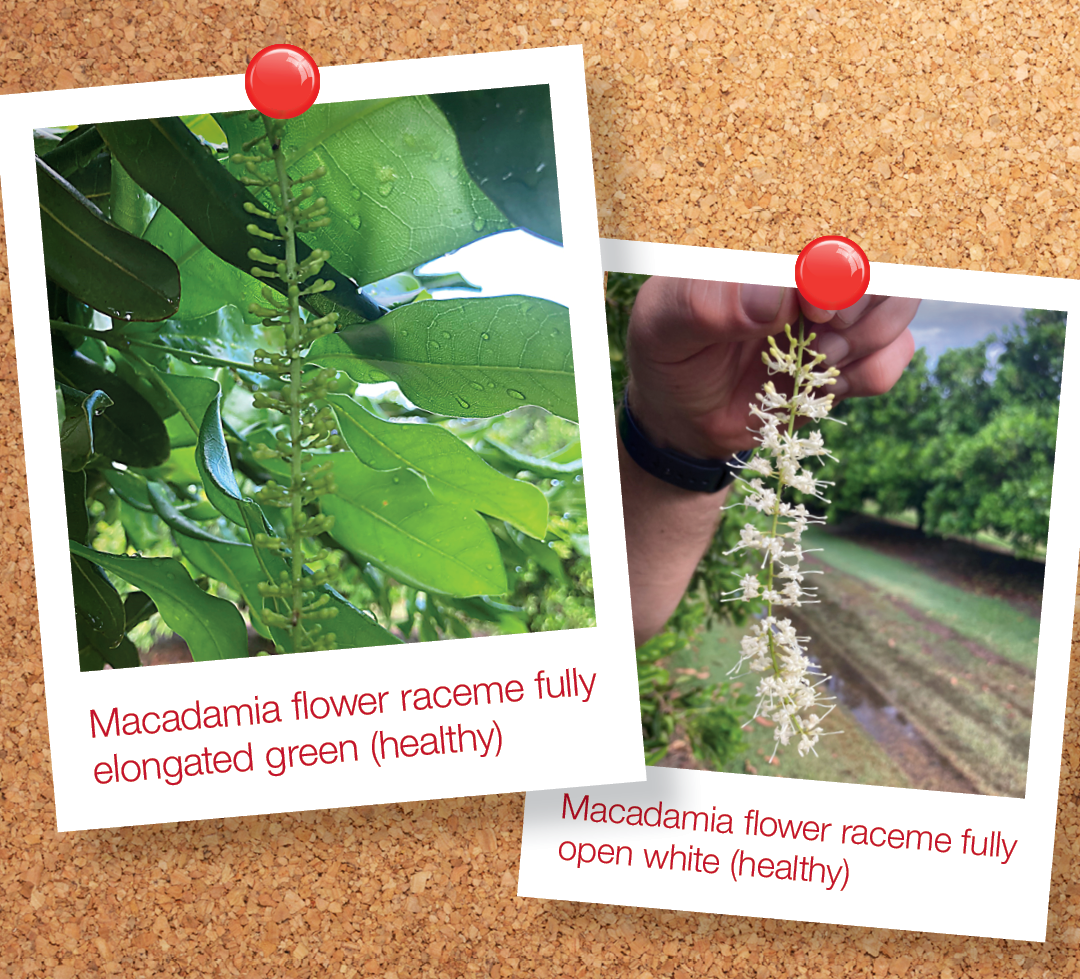 Merivon_Dryflower_web1