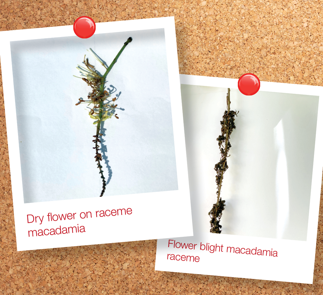 Merivon_Dryflower_web3