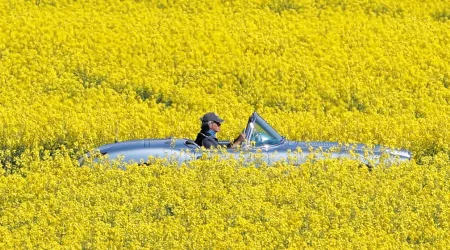 man driving through canola field 