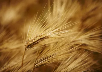 Close up picture of Barley